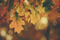 El otoño huele a nostalgia